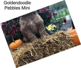 Goldendoodle Pebbles Mini