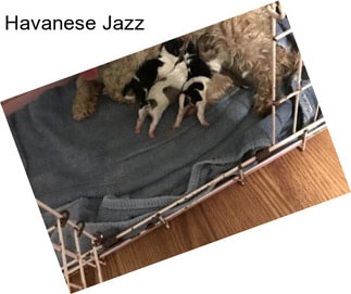 Havanese Jazz