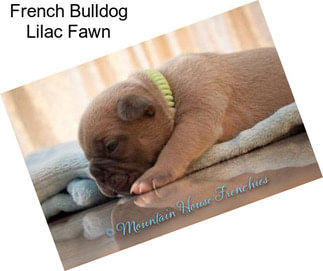 French Bulldog Lilac Fawn