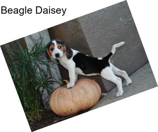 Beagle Daisey