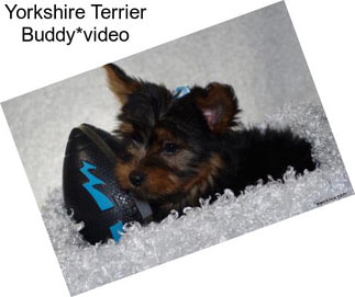 Yorkshire Terrier Buddy*video