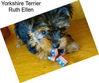 Yorkshire Terrier Ruth Ellen