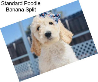 Standard Poodle Banana Split