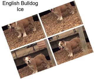 English Bulldog Ice