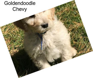 Goldendoodle Chevy