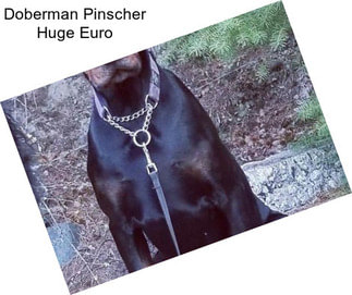 Doberman Pinscher Huge Euro