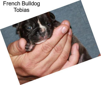 French Bulldog Tobias