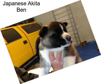 Japanese Akita Ben