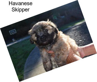 Havanese Skipper