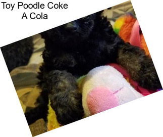 Toy Poodle Coke A Cola