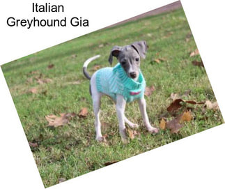 Italian Greyhound Gia