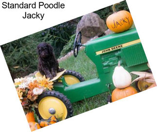 Standard Poodle Jacky