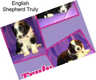 English Shepherd Truly