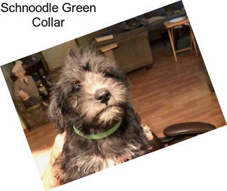 Schnoodle Green Collar