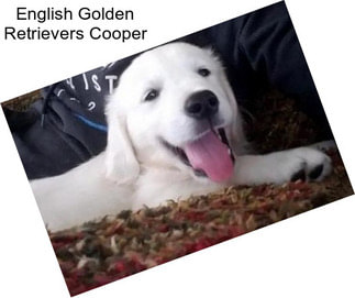 English Golden Retrievers Cooper