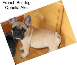 French Bulldog Ophelia Akc