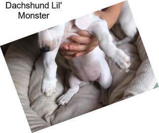 Dachshund Lil\' Monster