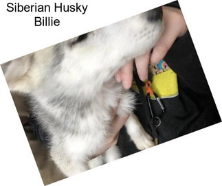 Siberian Husky Billie