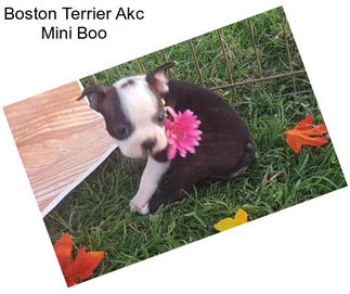 Boston Terrier Akc Mini Boo