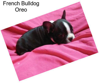 French Bulldog Oreo