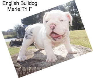 English Bulldog Merle Tri F