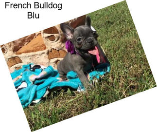 French Bulldog Blu