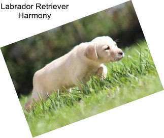 Labrador Retriever Harmony