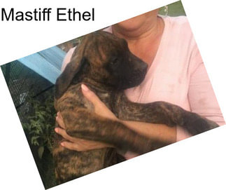 Mastiff Ethel