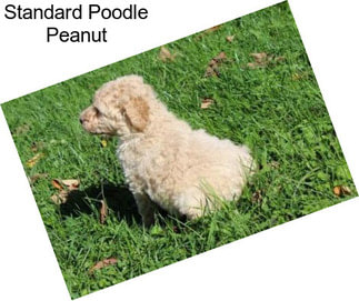 Standard Poodle Peanut