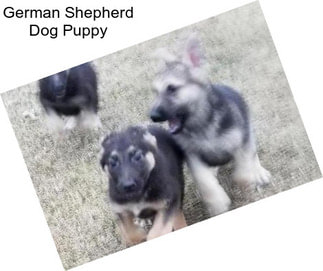 German Shepherd Dog Puppy