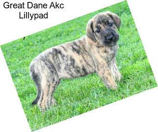 Great Dane Akc Lillypad