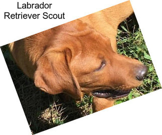 Labrador Retriever Scout