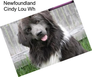 Newfoundland Cindy Lou Wh