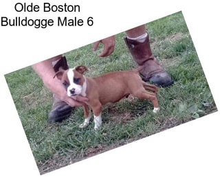 Olde Boston Bulldogge Male 6