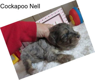 Cockapoo Nell