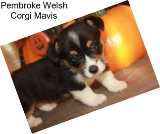 Pembroke Welsh Corgi Mavis