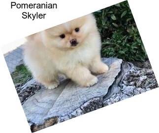 Pomeranian Skyler