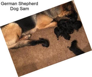 German Shepherd Dog Sam