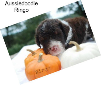 Aussiedoodle Ringo