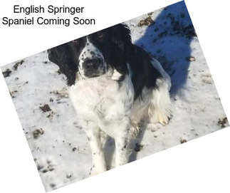 English Springer Spaniel Coming Soon