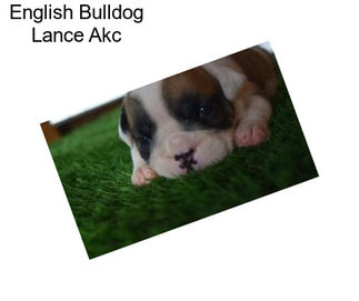 English Bulldog Lance Akc