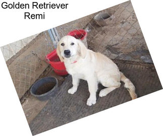 Golden Retriever Remi