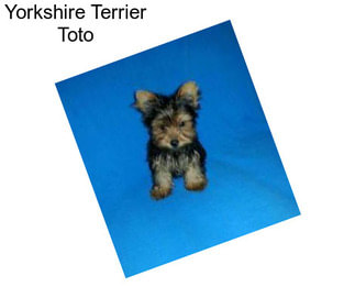 Yorkshire Terrier Toto