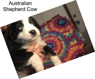 Australian Shepherd Cow