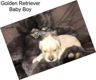 Golden Retriever Baby Boy