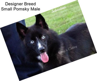 Designer Breed Small Pomsky Male