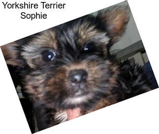 Yorkshire Terrier Sophie