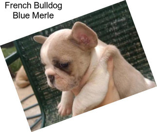 French Bulldog Blue Merle