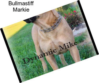 Bullmastiff Markie