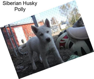 Siberian Husky Polly